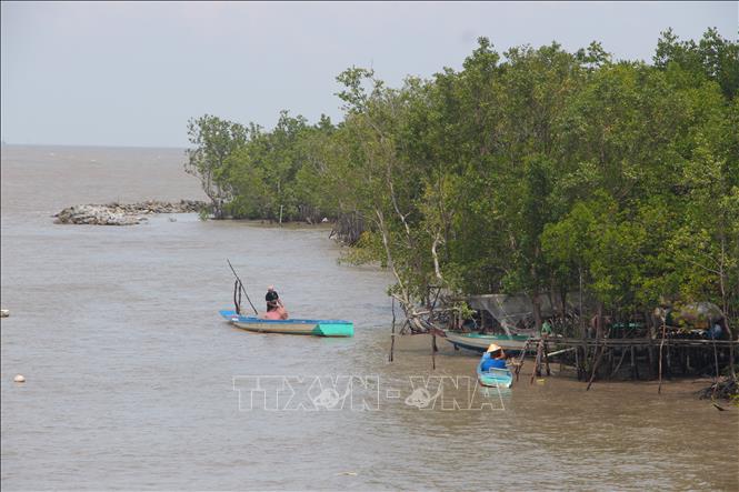 Livehoods of coastal locals are closely tied with protection forests. VNA Photo: Chanh Đa