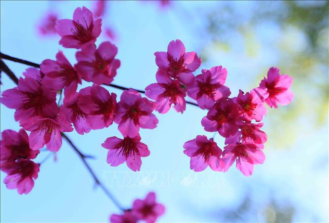 Gorgeous pink of bellflower cherry blossoms in full bloom. VNA Photo: Quang Quyết