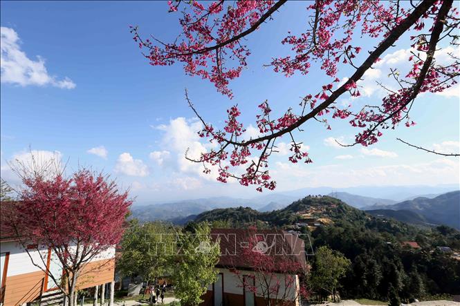 Gorgeous pink bellflower cherry blossoms in full bloom at Pha Din Top tourism site. VNA Photo: Quang Quyết
