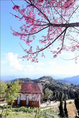 Gorgeous pink bellflower cherry blossoms in full bloom at Pha Din Top tourism site. VNA Photo: Quang Quyết
