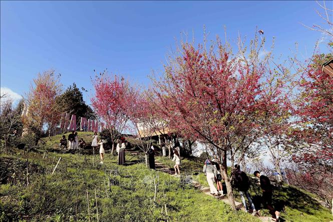 Gorgeous pink bellflower cherry blossoms in full bloom. VNA Photo: Quang Quyết
