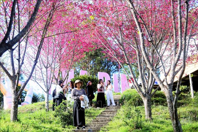 Visitors pose for photos with bellflower cherry blossoms. VNA Photo: Quang Quyết