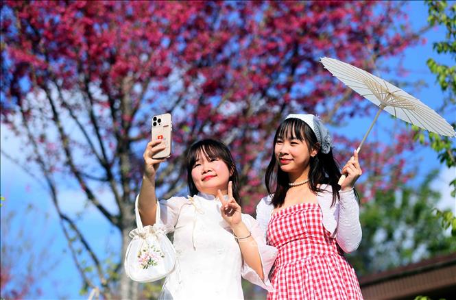 Visitors pose for photos with bellflower cherry blossoms. VNA Photo: Quang Quyết