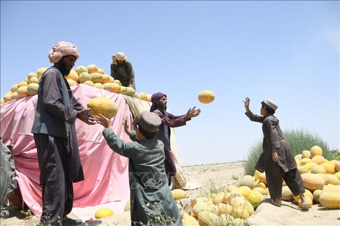 Nông dân làm việc tại Kandahar, Afghanistan. Ảnh: THX/TTXVN