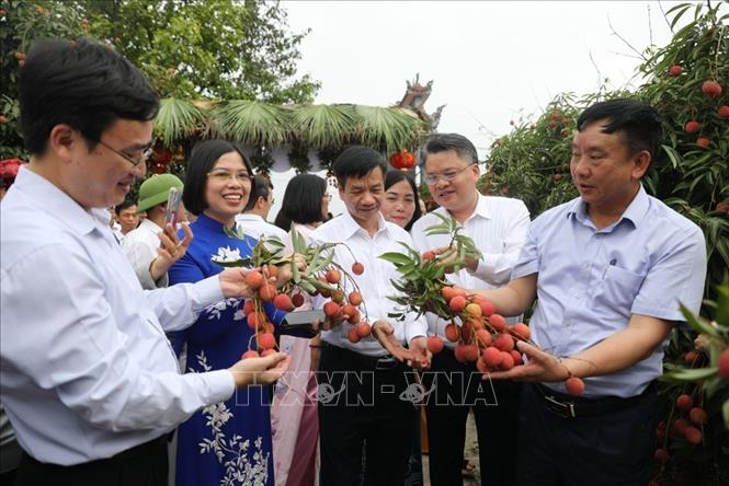 TS Trịnh Văn Thiện (thứ 2 từ phải sang) tham dự chương trình xúc tiến tiêu thụ vải thiều Thanh Hà năm 2025. Ảnh tư liệu: Mạnh Minh - TTXVN