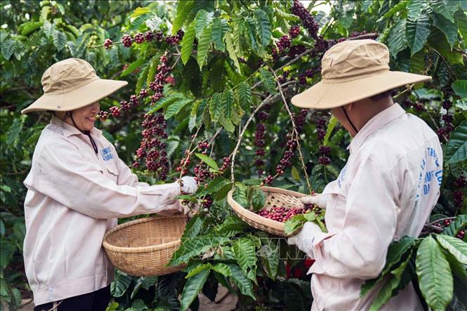 Nông dân trồng cà phê Robusta tại Đắk Lắk đang thu hoạch. Ảnh: Kha Phạm - TTXVN