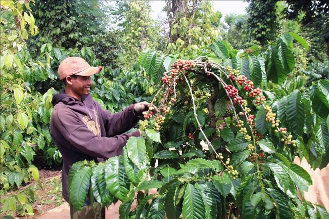 Nông dân trồng cà phê Robusta tại Đắk Lắk đang thu hoạch. Ảnh: Kha Phạm - TTXVN