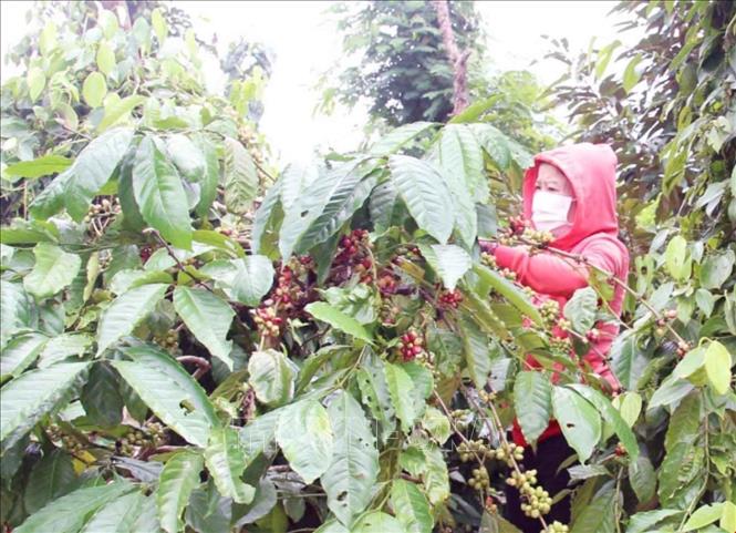 Nông dân trồng cà phê Robusta tại Đắk Lắk đang thu hoạch. Ảnh: Kha Phạm - TTXVN