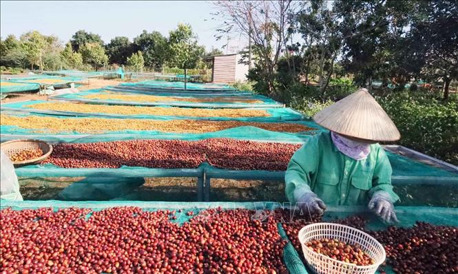 Nông dân trồng cà phê Robusta tại Đắk Lắk đang phơi cà phê sau thu hoạch. Ảnh: Kha Phạm - TTXVN
