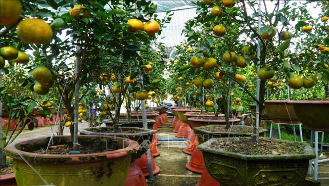 The potted tangerine trees belonging to Mr. Luu Van Khiem in Hoa Khanh hamlet, Phong Hoa commune (Dong Thap province) are ready for the 2026 Tet market. VNA Photo: Nhựt An
