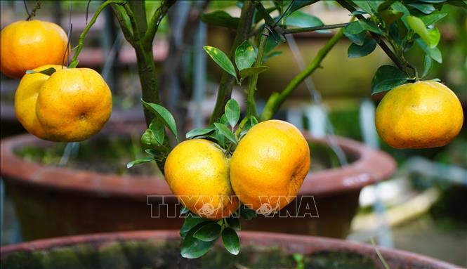 Large, shiny pink mandarins in Dong Thap province. VNA Photo: Nhựt An