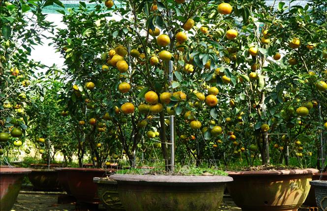 Each pot of pink tangerine have prices ranging from 1.5 to 5 million VND (57 - 190 USD). VNA Photo: Nhựt An