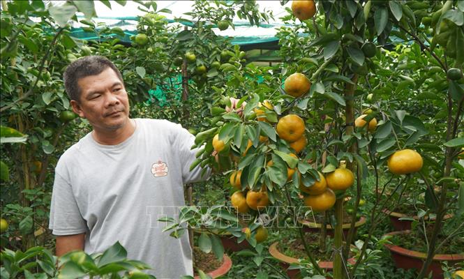 Mr. Nguyen Hung Dung inspects the growth of pink mandarins grown in pots. VNA Photo: Nhựt An