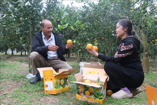 Nông dân Bắc Ninh thu hoạch cam. Ảnh: Thanh Thương - TTXVN