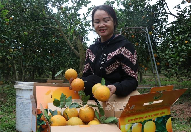 Phân loại, đóng thùng cam trước khi mang đi tiêu thụ. Ảnh: Thanh Thương - TTXVN