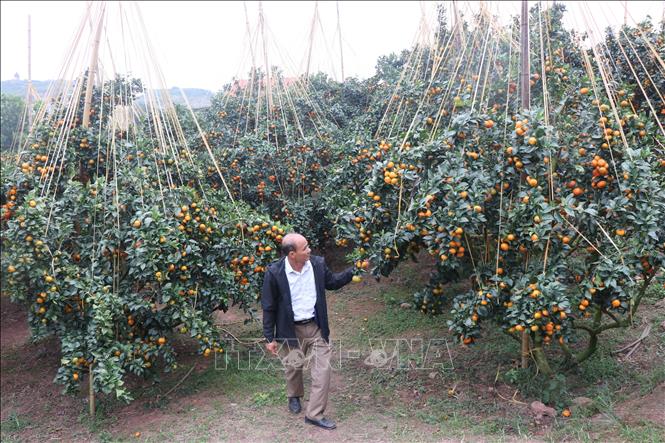 Vườn cam canh của gia đình ông Nguyễn Văn Cường, phường Phượng Sơn, tỉnh Bắc Ninh. Ảnh: Thanh Thương - TTXVN