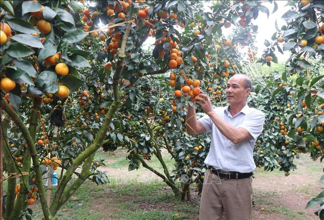 Vườn cam canh của gia đình ông Nguyễn Văn Cường tại phường Phượng Sơn, tỉnh Bắc Ninh. Ảnh: Thanh Thương- TTXVN
