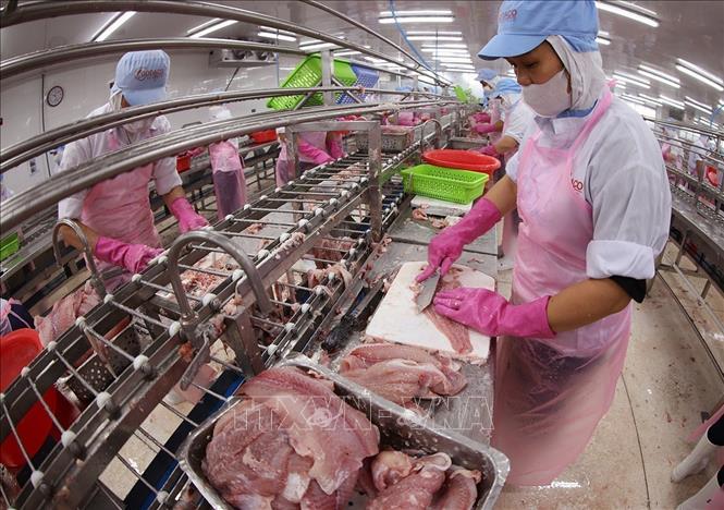 Processing tra fish for export at the Go Dang Seafood JSC in the Mekong Delta province of Dong Thap. VNA Photo