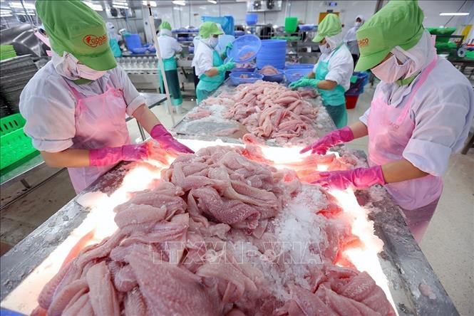 Processing tra fish for export at the Go Dang Seafood JSC in the Mekong Delta province of Dong Thap. VNA Photo