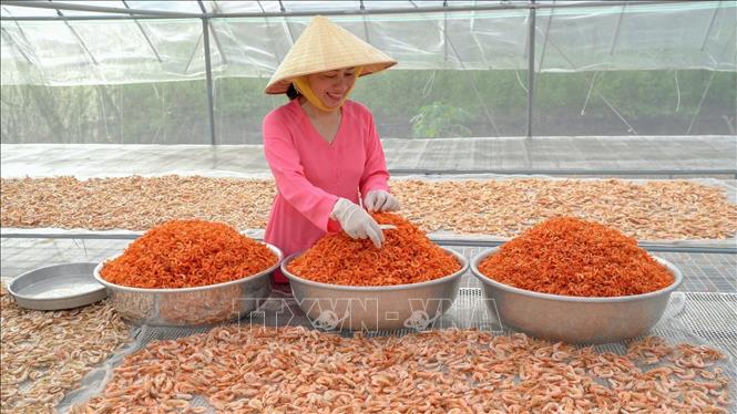 Since the 11th lunar month, dried shrimp processing craft villages in Ca Mau have been accelerating their production to meet the surging demand during Tet festival. VNA Photo: Huỳnh Anh 