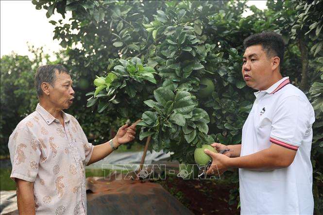 Anh Hồ Hoàng Kha trao đổi, hướng dẫn kỹ thuật chăm sóc vụ bưởi Tết với thành viên của Hợp tác xã Bưởi da xanh Sông Xoài. Ảnh: Hoàng Nhị - TTXVN 