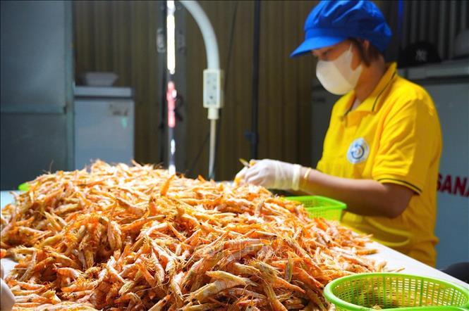 Selecting dried shrimps before packaging to ensure the similarity in colour, shape and quality. VNA Photo: Huỳnh Anh 