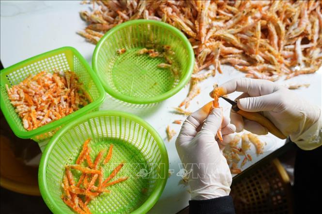 Shrimps are carefully selected and dried to ensure the similarity in colour, shape and quality. VNA Photo: Huỳnh Anh 