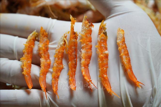 Shrimps are carefully selected and dried to ensure the similarity in colour, shape and quality. VNA Photo: Huỳnh Anh