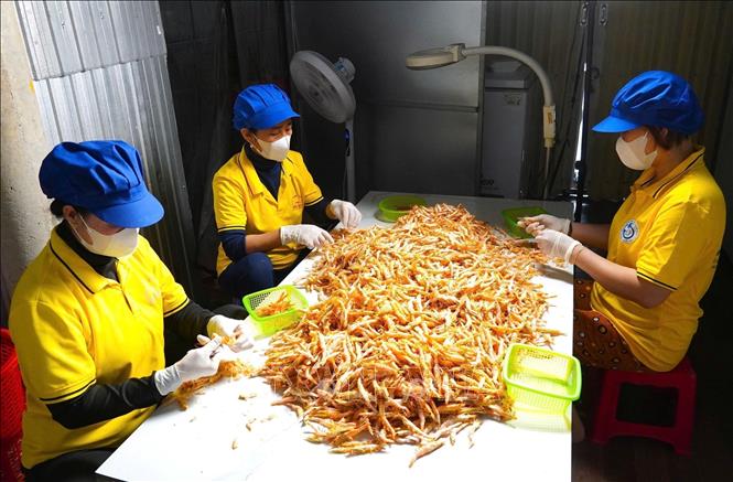 Selecting dried shrimps before packaging to ensure the similarity in colour, shape and quality. VNA Photo: Huỳnh Anh