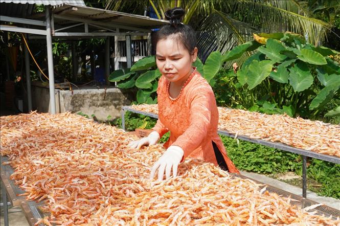 Shrimps are carefully selected and dried to ensure the similarity in colour, shape and quality. VNA Photo: Huỳnh Anh