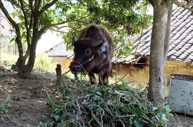 Người dân bản Giếng, xã Cao Lộc, tỉnh Lạng Sơn không thả rông gia súc ra đồi, rừng trong những ngày rét đậm, rét hại. Ảnh: Văn Đạt - TTXVN