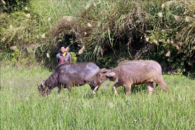Người dân bản Giếng, xã Cao Lộc, tỉnh Lạng Sơn chỉ tranh thủ thả trâu ra đồi vào những thời điểm có nắng, nhiệt độ lên trên 12 độC. Ảnh: Văn Đạt - TTXVN