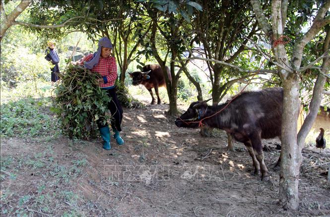Người dân bản Giếng, xã Cao Lộc, tỉnh Lạng Sơn bổ sung thức ăn cho trâu trong những ngày rét đậm, rét hại. Ảnh: Văn Đạt - TTXVN