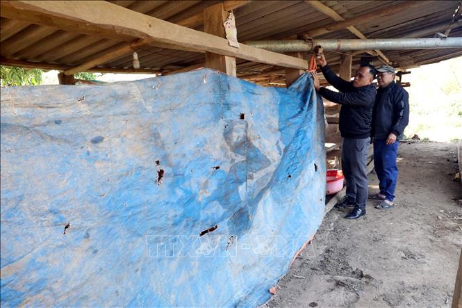 Người dân thôn Vinh Tiên, xã Thống Nhất, tỉnh Lạng Sơn che chắn chuồng trại bảo vệ đàn ngựa khỏi giá lạnh và gió lùa. Ảnh: Văn Đạt - TTXVN