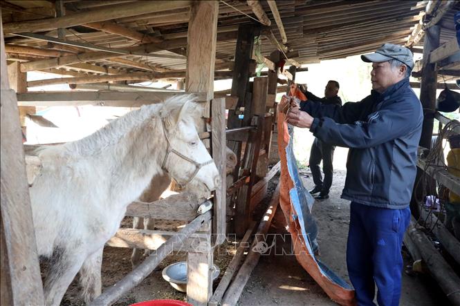 Người dân thôn Vinh Tiên, xã Thống Nhất, tỉnh Lạng Sơn che chắn chuồng trại bảo vệ đàn ngựa khỏi giá lạnh và gió lùa. Ảnh: Văn Đạt - TTXVN