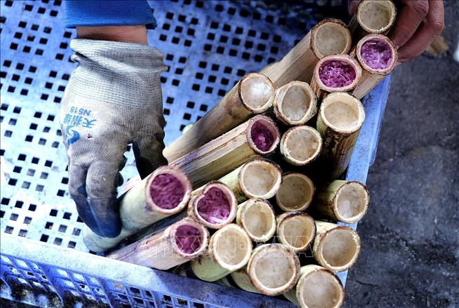 Ngoài cơm lam truyền thống, Tổ Hợp tác xã Cơm Lam Mường Động cũng đã sản xuất cơm lam ngũ sắc. Ảnh: Thanh Hải - TTXVN 