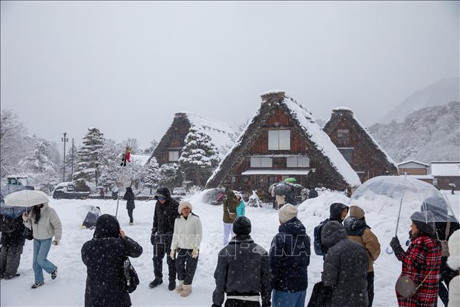Các cánh đồng lúa đã thu hoạch chìm trong lớp tuyết, trở thành địa điểm tuyệt vời để chụp ảnh trong làng. Ảnh: Xuân Giao – PV TTXVN tại Nhật Bản