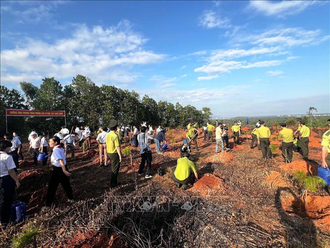 Thành phố Đà Nẵng đã trồng trồng 53,4 triệu cây xanh, đạt gần 95% so với kế hoạch trong Chương trình trồng 1 tỷ cây xanh của Chính phủ. Ảnh: Đoàn Hữu Trung - TTXVN