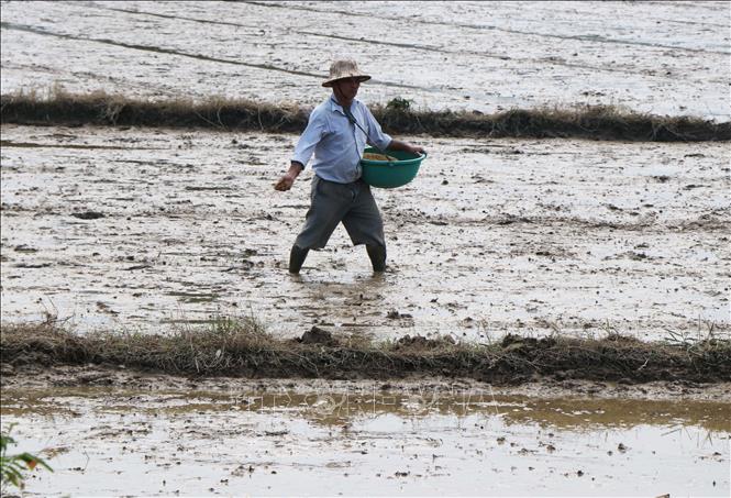 Nông dân phường Thủy Xuân, thành phố Huế gieo lúa vụ Đông Xuân 2025 - 2026. Ảnh: Nguyên Lý - TTXVN