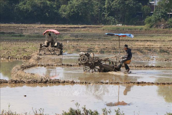 Nông dân phường Thủy Xuân, thành phố Huế làm đất để gieo cấy lúa vụ Đông Xuân 2025 - 2026. Ảnh: Nguyên Lý - TTXVN