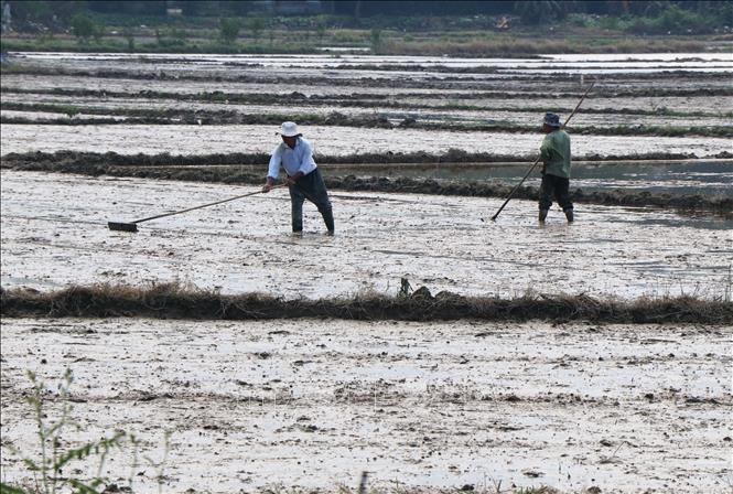 Nông dân phường Thủy Xuân, thành phố Huế làm đất để gieo cấy lúa vụ Đông Xuân 2025 - 2026. Ảnh: Nguyên Lý - TTXVN
