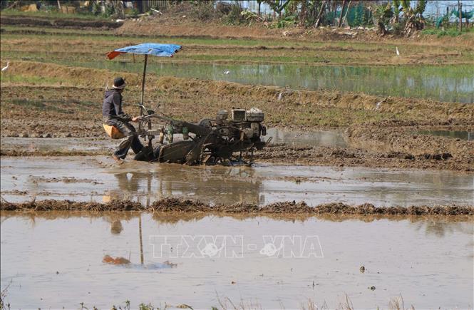 Nông dân phường Thủy Xuân, thành phố Huế làm đất để gieo cấy lúa vụ Đông Xuân 2025 - 2026. Ảnh: Nguyên Lý - TTXVN