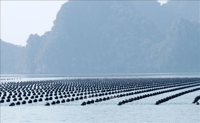 Nuôi hàu trên vùng biển ở đặc khu Vân Đồn. Ảnh: Văn Đức - TTXVN