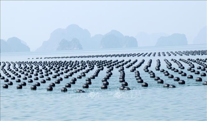 Hàu là đối tượng chủ lực trong phát triển nghề nuôi trồng thủy sản. Ảnh: Văn Đức - TTXVN