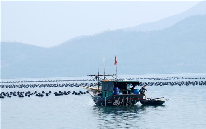 Hàu là đối tượng chủ lực trong phát triển nghề nuôi trồng thủy sản. Ảnh: Văn Đức - TTXVN