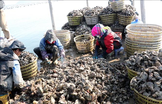 Thu hoạch hàu ở vùng biển đặc khu Vân Đồn. Ảnh: Văn Đức - TTXVN