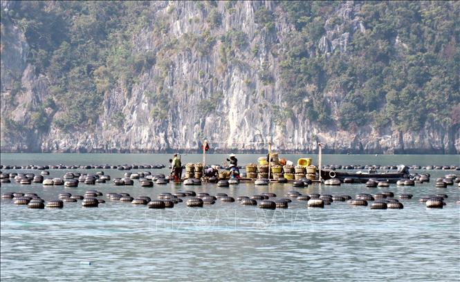 Hàu là đối tượng chủ lực trong phát triển nghề nuôi trồng thủy sản ở Quảng Ninh. Ảnh: Văn Đức - TTXVN