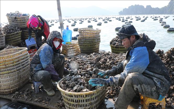 Thu hoạch hàu ở vùng biển đặc khu Vân Đồn (Quảng Ninh). Ảnh: Văn Đức - TTXVN