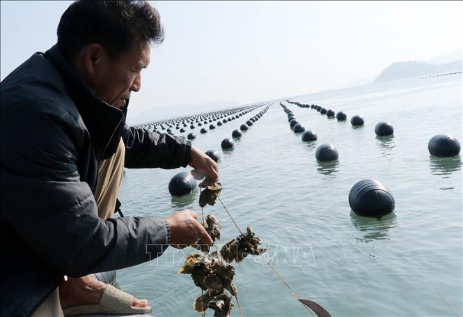 Kiểm tra chất lượng hàu trên biển Vân Đồn. Ảnh: Văn Đức - TTXVN