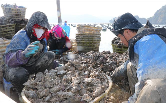 Thu hoạch hàu ở vùng biển đặc khu Vân Đồn. Ảnh: Văn Đức - TTXVN